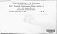 Puccinia impatientis image